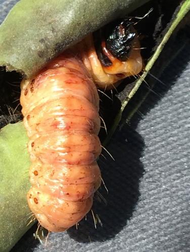 Réf. 206 494 : Cossus cossus